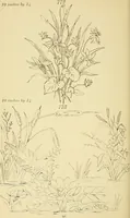 An illustration from Briggs & Co.'s patent transferring papers : protected by Her Most Gracious Majesty's royal letters patent (1880)