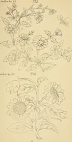 An illustration from Briggs & Co.'s patent transferring papers : protected by Her Most Gracious Majesty's royal letters patent (1880)