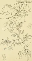 An illustration from Briggs & Co.'s patent transferring papers : protected by Her Most Gracious Majesty's royal letters patent (1880)