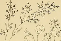 An illustration from Briggs & Co.'s patent transferring papers : protected by Her Most Gracious Majesty's royal letters patent (1880)