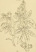 An illustration from Briggs & Co.'s patent transferring papers : protected by Her Most Gracious Majesty's royal letters patent (1880)