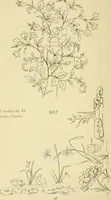 An illustration from Briggs & Co.'s patent transferring papers : protected by Her Most Gracious Majesty's royal letters patent (1880)