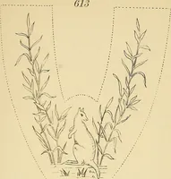An illustration from Briggs & Co.'s patent transferring papers : protected by Her Most Gracious Majesty's royal letters patent (1880)
