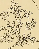 An illustration from Briggs & Co.'s patent transferring papers : protected by Her Most Gracious Majesty's royal letters patent (1880)