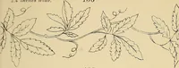 An illustration from Briggs & Co.'s patent transferring papers : protected by Her Most Gracious Majesty's royal letters patent (1880)
