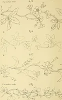 An illustration from Briggs & Co.'s patent transferring papers : protected by Her Most Gracious Majesty's royal letters patent (1880)