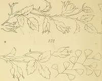 An illustration from Briggs & Co.'s patent transferring papers : protected by Her Most Gracious Majesty's royal letters patent (1880)