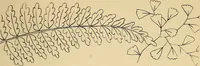 An illustration from Briggs & Co.'s patent transferring papers : protected by Her Most Gracious Majesty's royal letters patent (1880)
