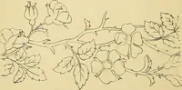 An illustration from Briggs & Co.'s patent transferring papers : protected by Her Most Gracious Majesty's royal letters patent (1880)