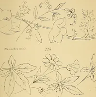 An illustration from Briggs & Co.'s patent transferring papers : protected by Her Most Gracious Majesty's royal letters patent (1880)