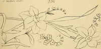 An illustration from Briggs & Co.'s patent transferring papers : protected by Her Most Gracious Majesty's royal letters patent (1880)
