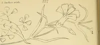 An illustration from Briggs & Co.'s patent transferring papers : protected by Her Most Gracious Majesty's royal letters patent (1880)