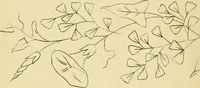 An illustration from Briggs & Co.'s patent transferring papers : protected by Her Most Gracious Majesty's royal letters patent (1880)