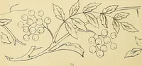 An illustration from Briggs & Co.'s patent transferring papers : protected by Her Most Gracious Majesty's royal letters patent (1880)