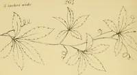 An illustration from Briggs & Co.'s patent transferring papers : protected by Her Most Gracious Majesty's royal letters patent (1880)