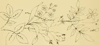An illustration from Briggs & Co.'s patent transferring papers : protected by Her Most Gracious Majesty's royal letters patent (1880)