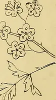An illustration from Briggs & Co.'s patent transferring papers : protected by Her Most Gracious Majesty's royal letters patent (1880)
