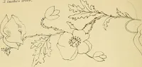 An illustration from Briggs & Co.'s patent transferring papers : protected by Her Most Gracious Majesty's royal letters patent (1880)