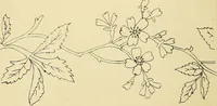 An illustration from Briggs & Co.'s patent transferring papers : protected by Her Most Gracious Majesty's royal letters patent (1880)