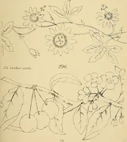 An illustration from Briggs & Co.'s patent transferring papers : protected by Her Most Gracious Majesty's royal letters patent (1880)