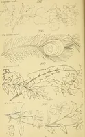 An illustration from Briggs & Co.'s patent transferring papers : protected by Her Most Gracious Majesty's royal letters patent (1880)