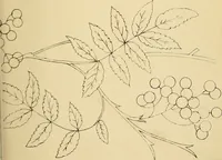 An illustration from Briggs & Co.'s patent transferring papers : protected by Her Most Gracious Majesty's royal letters patent (1880)