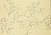 An illustration from Briggs & Co.'s patent transferring papers : protected by Her Most Gracious Majesty's royal letters patent (1880)