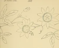 An illustration from Briggs & Co.'s patent transferring papers : protected by Her Most Gracious Majesty's royal letters patent (1880)