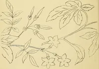An illustration from Briggs & Co.'s patent transferring papers : protected by Her Most Gracious Majesty's royal letters patent (1880)