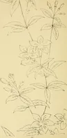 An illustration from Briggs & Co.'s patent transferring papers : protected by Her Most Gracious Majesty's royal letters patent (1880)