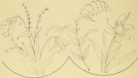 An illustration from Briggs & Co.'s patent transferring papers : protected by Her Most Gracious Majesty's royal letters patent (1880)