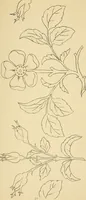 An illustration from Briggs & Co.'s patent transferring papers : protected by Her Most Gracious Majesty's royal letters patent (1880)