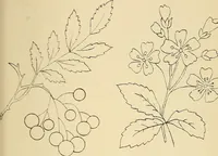 An illustration from Briggs & Co.'s patent transferring papers : protected by Her Most Gracious Majesty's royal letters patent (1880)