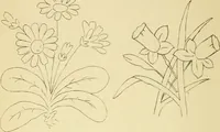 An illustration from Briggs & Co.'s patent transferring papers : protected by Her Most Gracious Majesty's royal letters patent (1880)