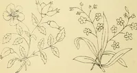 An illustration from Briggs & Co.'s patent transferring papers : protected by Her Most Gracious Majesty's royal letters patent (1880)