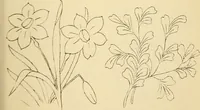 An illustration from Briggs & Co.'s patent transferring papers : protected by Her Most Gracious Majesty's royal letters patent (1880)