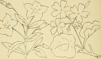 An illustration from Briggs & Co.'s patent transferring papers : protected by Her Most Gracious Majesty's royal letters patent (1880)