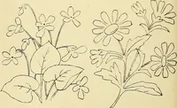 An illustration from Briggs & Co.'s patent transferring papers : protected by Her Most Gracious Majesty's royal letters patent (1880)