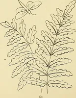 An illustration from Briggs & Co.'s patent transferring papers : protected by Her Most Gracious Majesty's royal letters patent (1880)