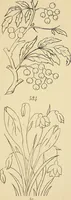 An illustration from Briggs & Co.'s patent transferring papers : protected by Her Most Gracious Majesty's royal letters patent (1880)