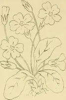 An illustration from Briggs & Co.'s patent transferring papers : protected by Her Most Gracious Majesty's royal letters patent (1880)