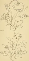 An illustration from Briggs & Co.'s patent transferring papers : protected by Her Most Gracious Majesty's royal letters patent (1880)