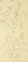 An illustration from Briggs & Co.'s patent transferring papers : protected by Her Most Gracious Majesty's royal letters patent (1880)