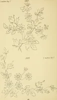 An illustration from Briggs & Co.'s patent transferring papers : protected by Her Most Gracious Majesty's royal letters patent (1880)