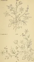 An illustration from Briggs & Co.'s patent transferring papers : protected by Her Most Gracious Majesty's royal letters patent (1880)