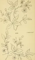 An illustration from Briggs & Co.'s patent transferring papers : protected by Her Most Gracious Majesty's royal letters patent (1880)