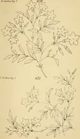 An illustration from Briggs & Co.'s patent transferring papers : protected by Her Most Gracious Majesty's royal letters patent (1880)