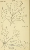 An illustration from Briggs & Co.'s patent transferring papers : protected by Her Most Gracious Majesty's royal letters patent (1880)