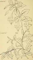 An illustration from Briggs & Co.'s patent transferring papers : protected by Her Most Gracious Majesty's royal letters patent (1880)