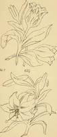 An illustration from Briggs & Co.'s patent transferring papers : protected by Her Most Gracious Majesty's royal letters patent (1880)